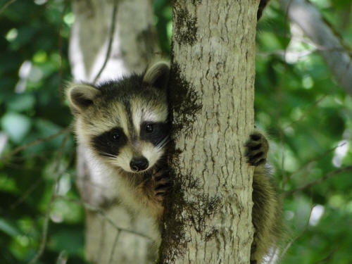 baby racoon